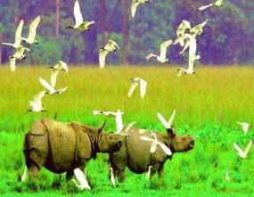 Guwahati Shillong Kaziranga Tour