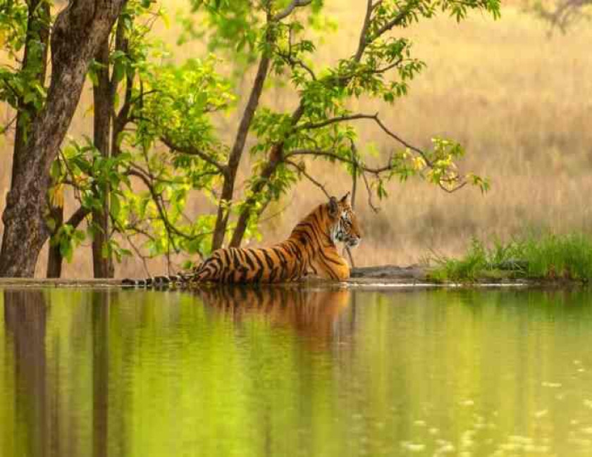 Golden Triangle & Wildlife Tour