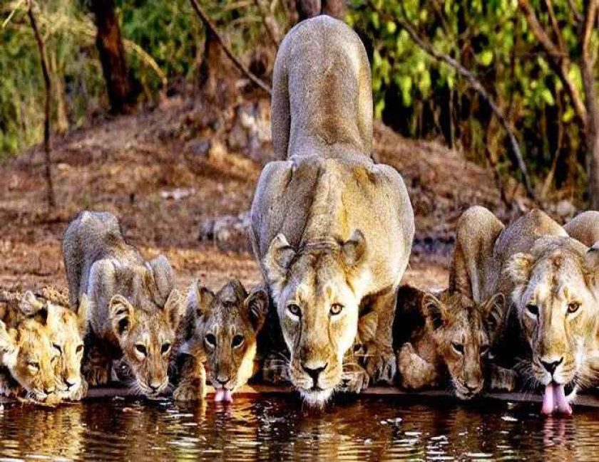 Best of Gujarat Tour