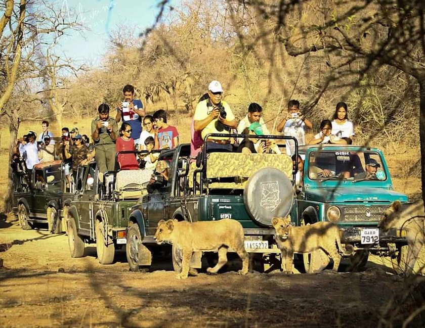 Gujarat Desert & Lion Wildlife Tour