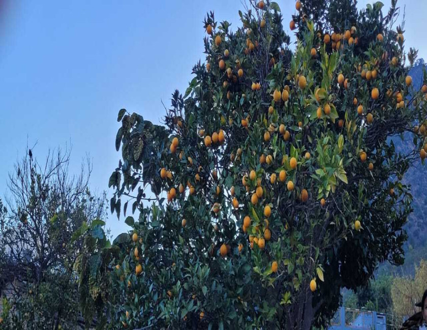 Kedarnath Yatra Package by Helicopter