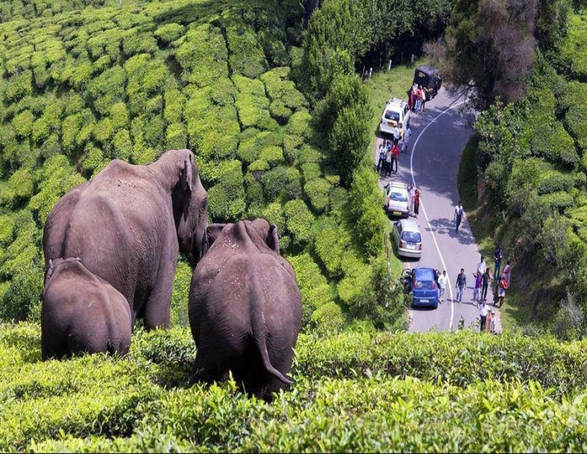 Kochi Munnar Thekkady Alleppey Tour