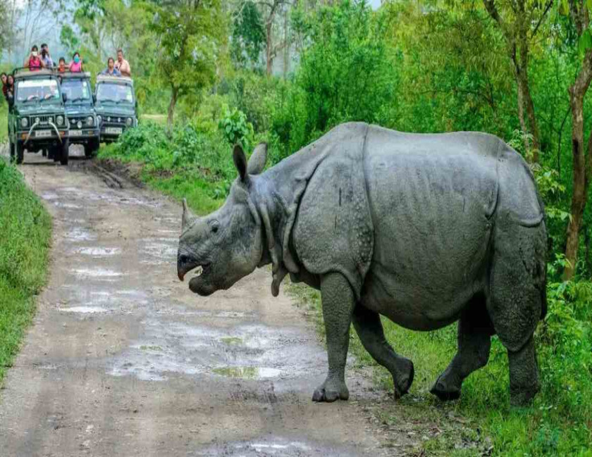 Assam Pobitira Wildlife Sanctuary Kamakhya Temple Tour