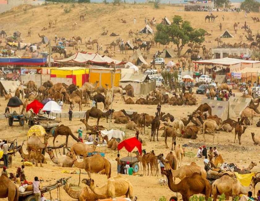 Pushkar Camel Fair Tour