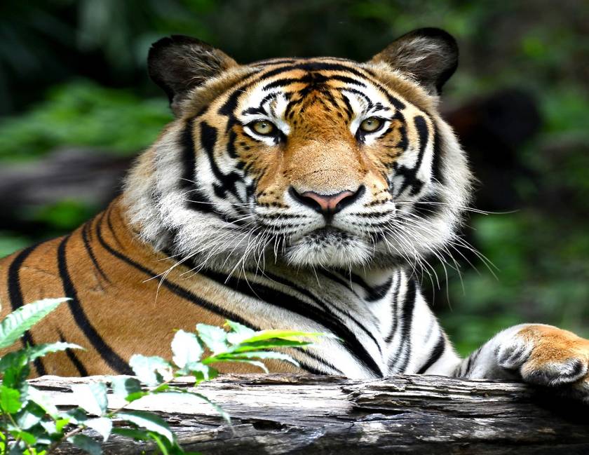 Maharashtra Wild Trail Luxury Train Journey